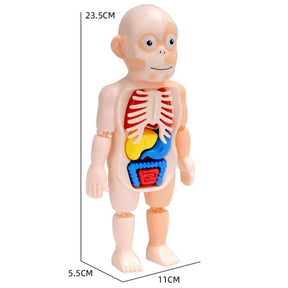 Human Toys - Brinquedo Educacional de Anatomia Humana